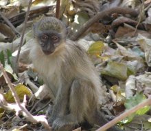 Green Vervet